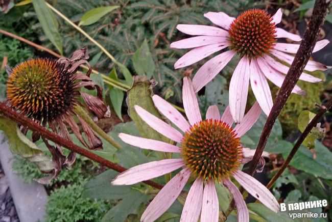 Echinacea purpurea Эхинацея