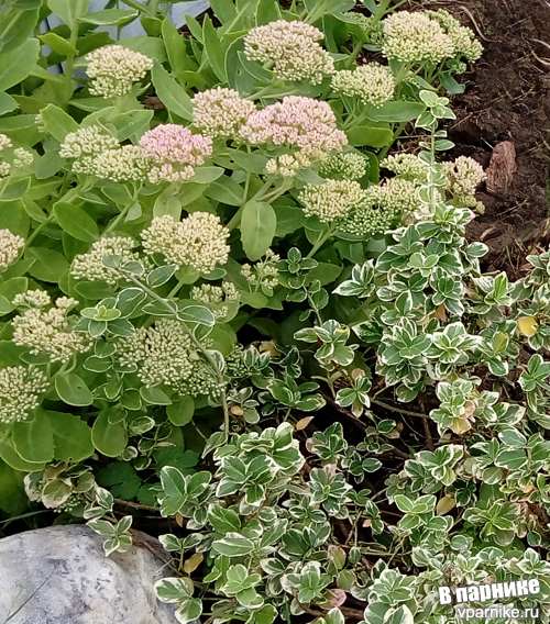 Euonymus fortunei  Бересклет Форчуна и очиток: