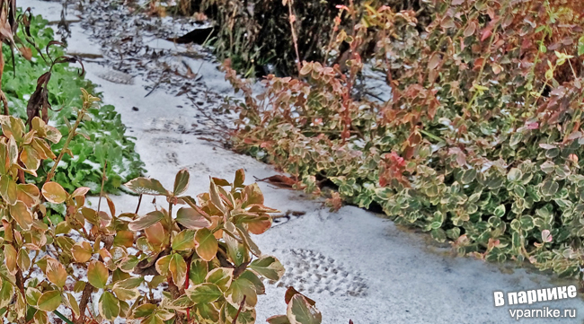 Euonymus fortunei Бересклет Форчуна