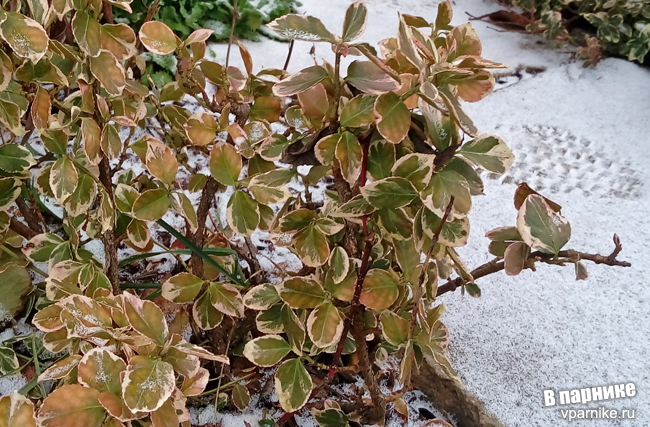 Euonymus fortunei 