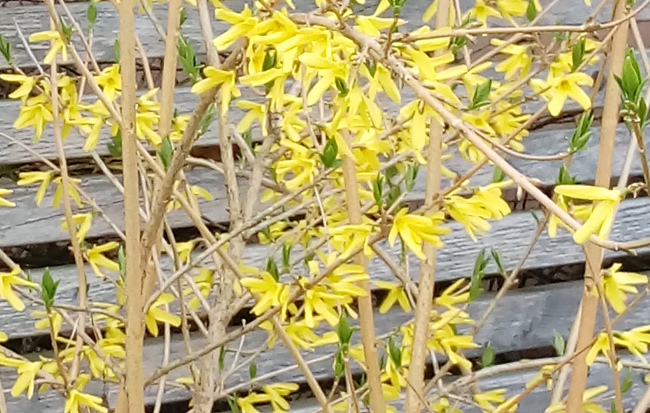 Форзиция яйцевидная (Forsythia ovata)