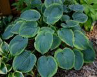  Хоста Garden Treasure (Гарден Трэжер, Садовое сокровище)