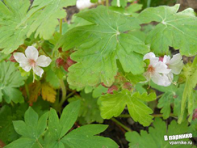 Герань крупнокорневищная (Geranium macrorrhizum) Spessart