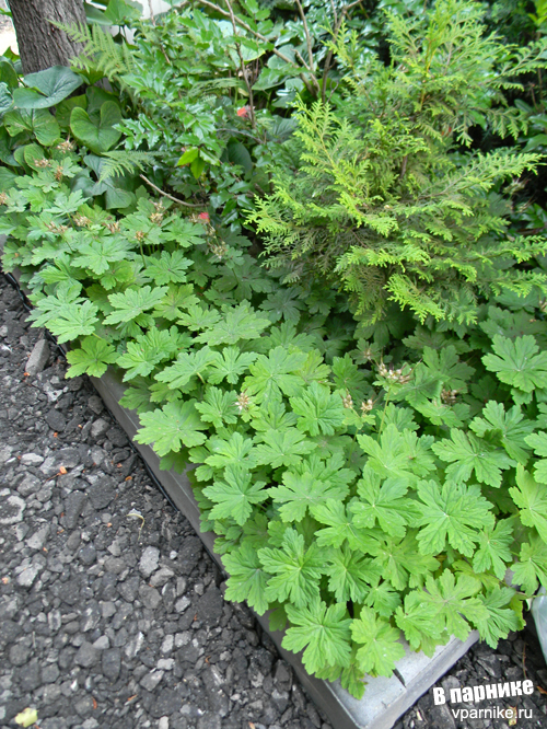 Geranium macrorrhizum герань крупнокорневищная