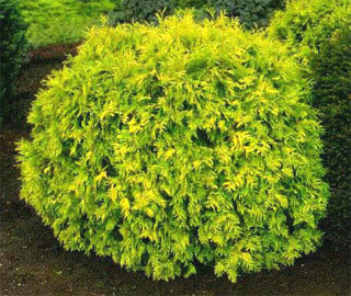 Туя западная Голден Глоб (Thuja occidentalis 'Golden Globe')