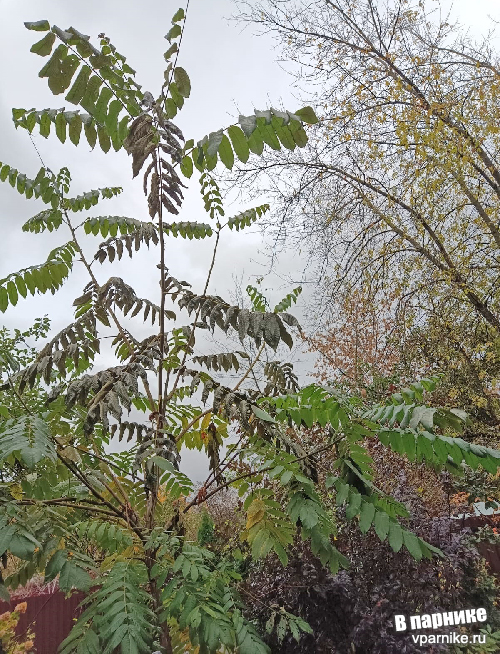 Как выглядит дерево орех сердцевидный осенью в Подмосковье