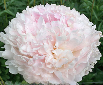 Пион Клемз Пинк Анноун (Peony Klehm's Pink Unknown)