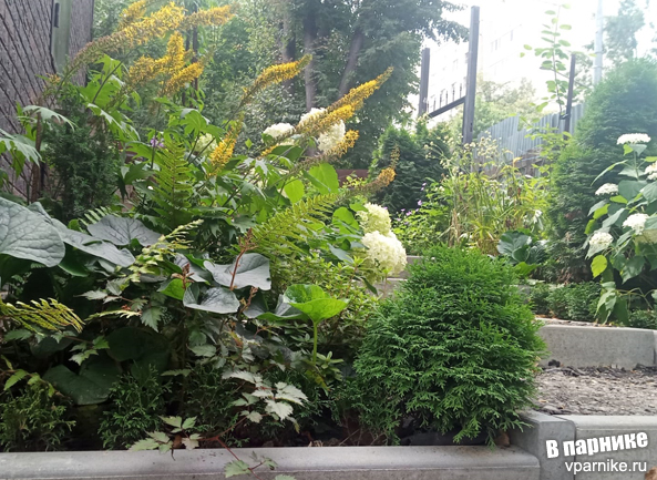 На фото соцветия бузульника Пржевальского красиво склоняются над гортензией древовидной: