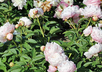 Пион Миртл Джентри (Peony Myrtle Gentry)