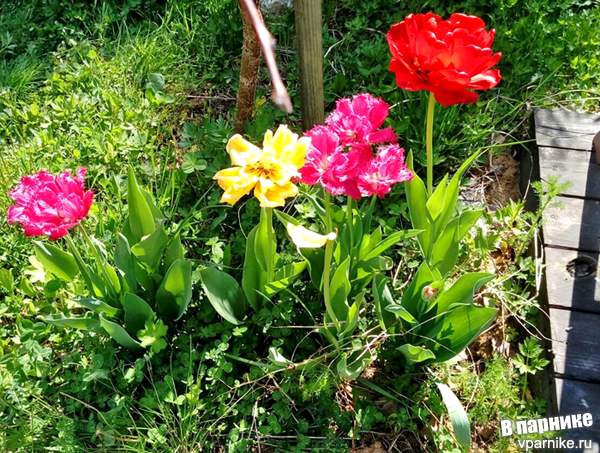 мы сажали тюльпаны на заре садоводства