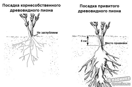 Схемы посадки древовидных пионов привитых и корнесобственных: