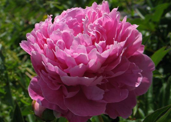 Пион Память о Паустовском (Peony Pamyat o Paustovskom)