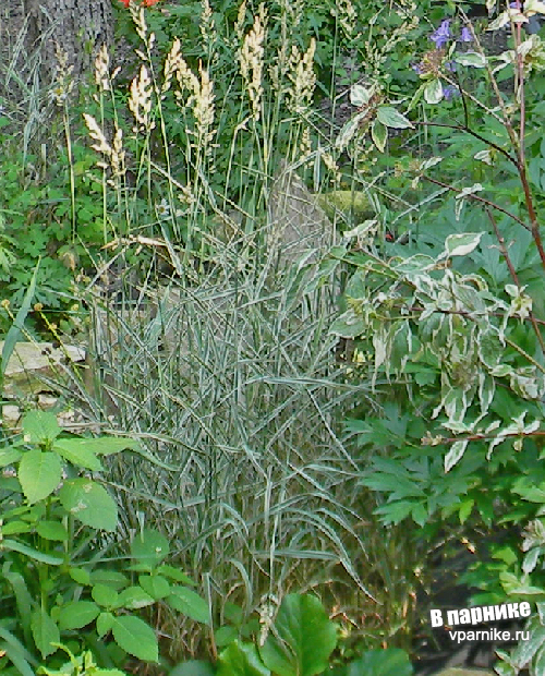 Метелки фаляриса Двукисточник (фалярис, канареечник) тростниковый – Phalaroides (Phalaris) arundinacea