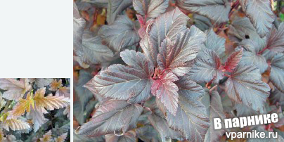 Пузыреплодник калинолистный Минесота Санрайз (physocarpus opulifolius Minnesota Sunrise)