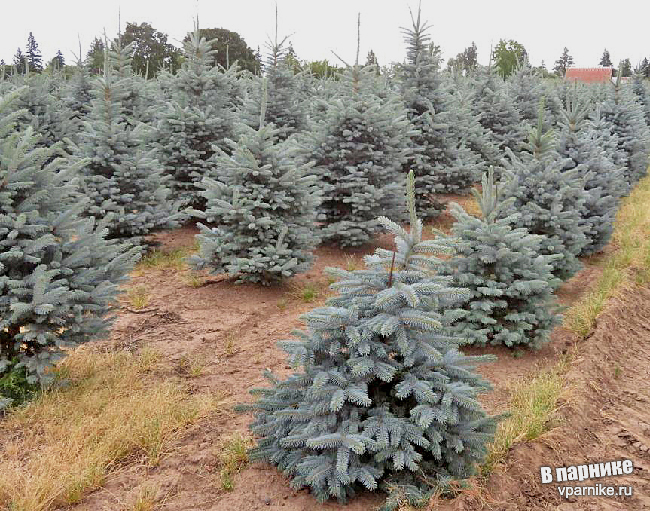 сравнение Ель колючая Фат Альберт (picea pungens Fat Albert)  Ель колючая Беби Блю (picea pungens Baby Blue)