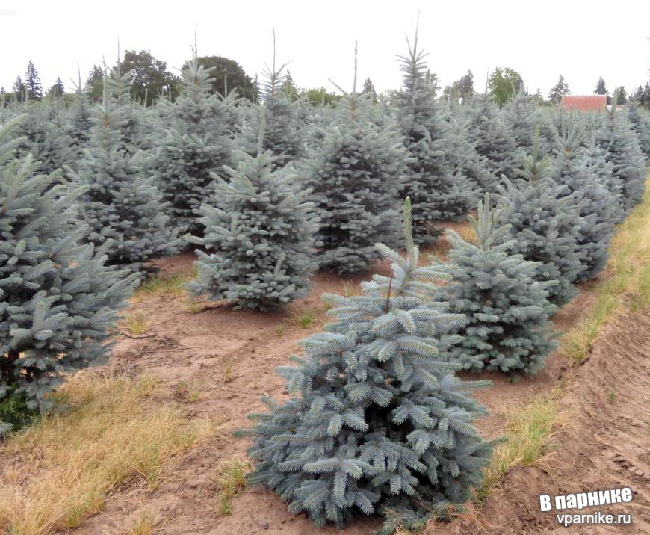 Ель колючая Фат Альберт (picea pungens Fat Albert)  и Ель колючая Беби Блю (picea pungens Baby Blue)