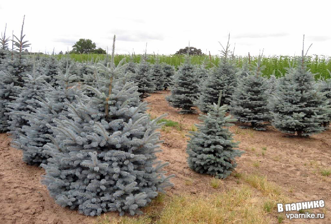 Ель колючая Хупси (Picea pungens Hoopsii)