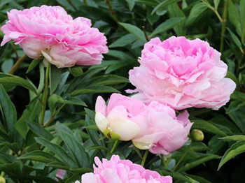 Пион Пинк Гиант (Peony Pink Giant)