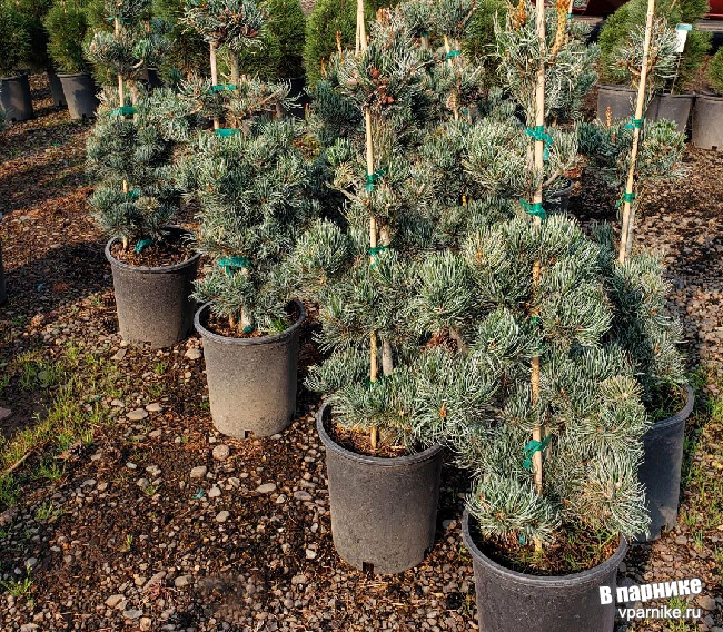 Сосна мелкоцветковая Глаука (pinus parviflora Glauca) растет в подмосковье