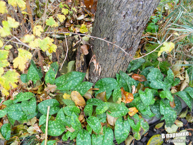 Медуница в подмосковном саду Pulmonaria