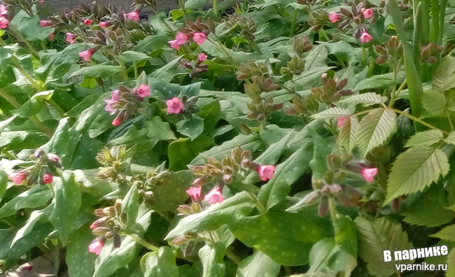 Pulmonaria Медуница с розовыми цветами