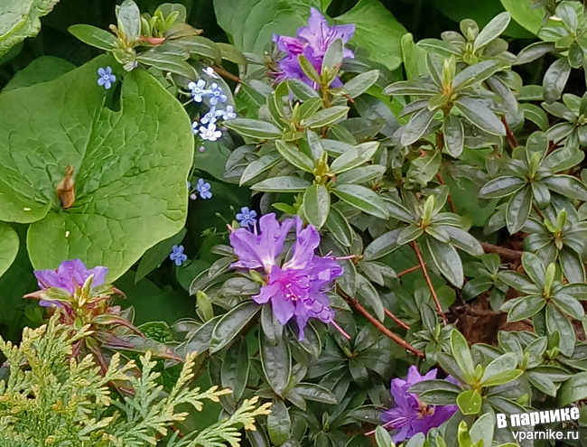 Rhododendron impeditum