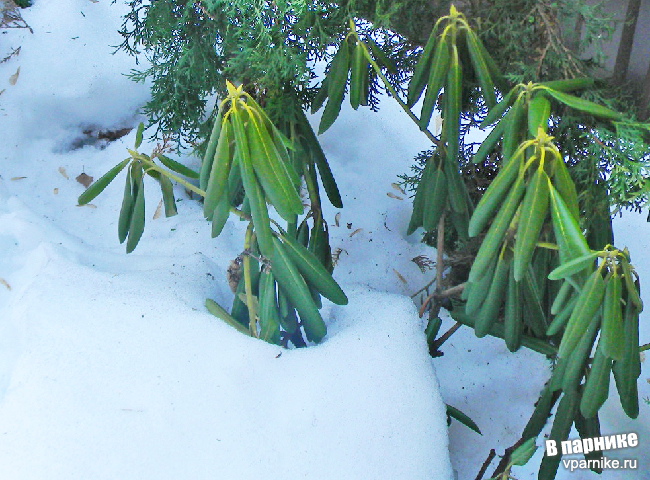Rhododendron рододендрон в снегу
