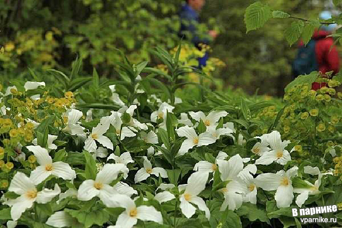 Сады Замка Сиссингхёрст Sissinghurst Castle Gardens