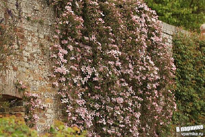 Сады Замка Сиссингхёрст Sissinghurst Castle Gardens