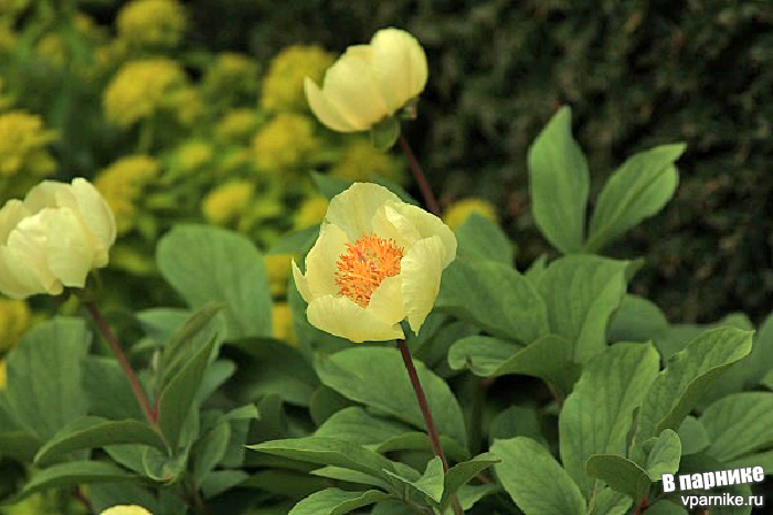 Сады Замка Сиссингхёрст Sissinghurst Castle Gardens