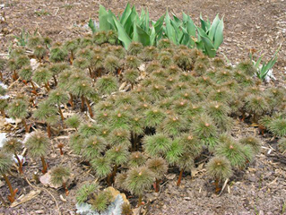 Зацветает Paeonia tenuifolia