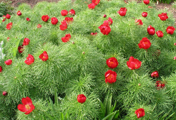 зацветает Paeonia tenuifolia