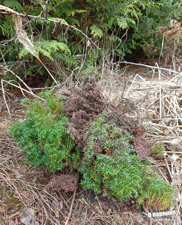 Thuja occidentalis Teddy / Туя шаровидная Медвежонок