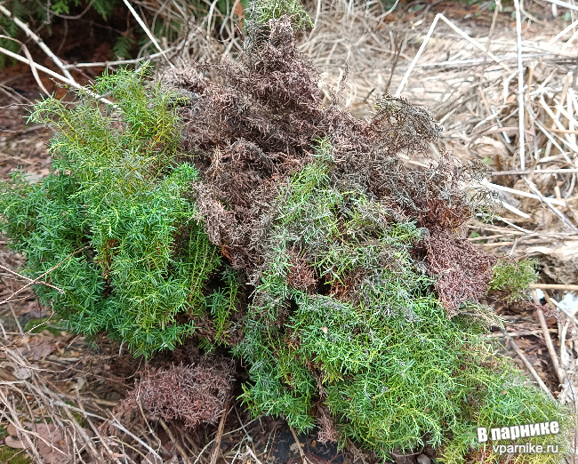 Thuja occidentalis Teddy / Туя шаровидная Медвежонок