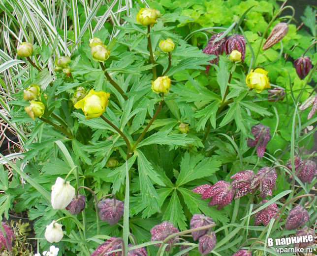 Trollius europaeus