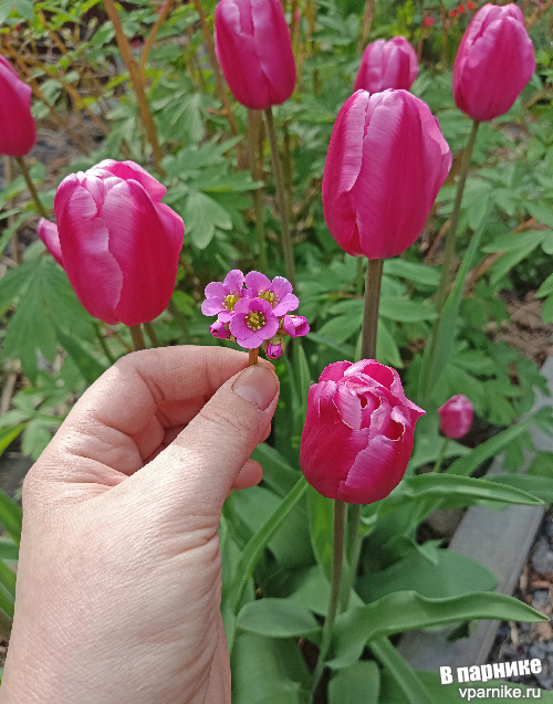 Tulipa Jumbo Pink Тюльпан Джамбо Пинк Фото из подмосковного сада