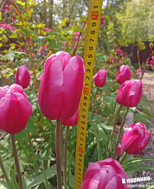 Tulipa Jumbo Pink Тюльпан Джамбо Пинк Фото из подмосковного сада