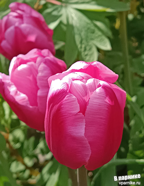 Tulipa Jumbo Pink Тюльпан Джамбо Пинк Фото из подмосковного сада