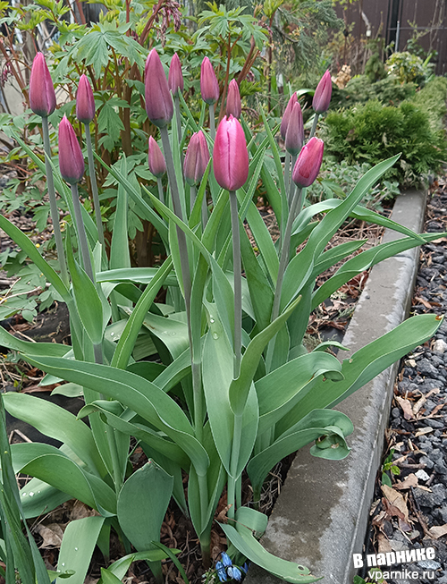 Tulipa Jumbo Pink Тюльпан Джамбо Пинк Фото из подмосковного сада