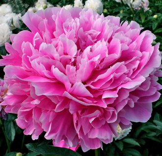 Пион Ивон  (Peony Yvonne)