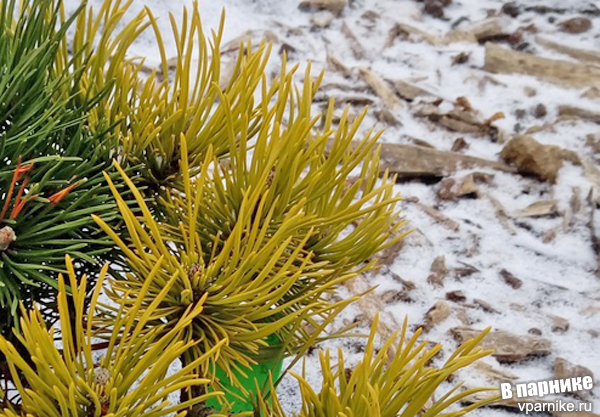 Сосна горная Винтер Голд - зимой и летом разным цветом