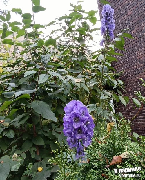 о статном красавце - аконите Кармихеля (aconitum carmichaelii)