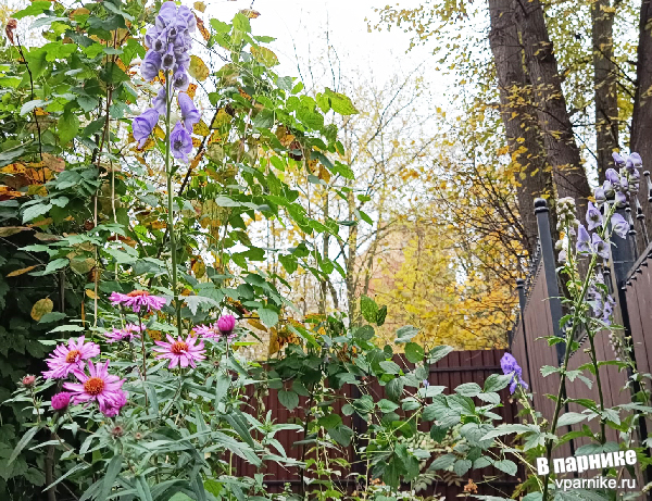 о статном красавце - аконите Кармихеля (aconitum carmichaelii)