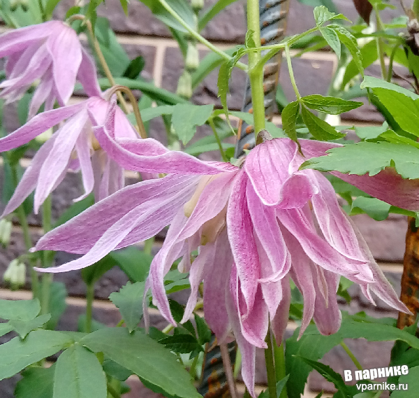 Цветки княжика Балет Скирт (clematis atragene Ballet Skirt) напоминают юбку балерины