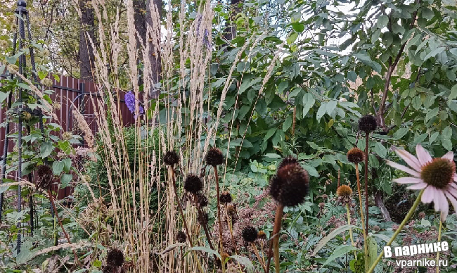Как выглядит вейник остроцветковый Карл Форстер в октябре в подмосковном саду