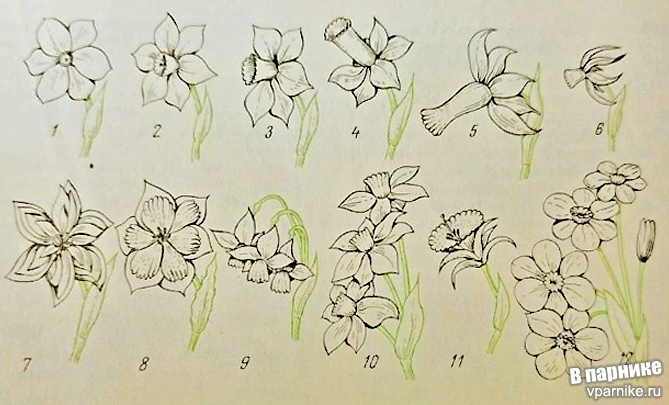 группы нарциссов изображение