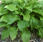 Hosta rupifraga (рупифрага)