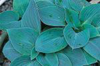 Хоста Kiwi Blue Baby (Киви Блю Бейби, Киви Блю Бэби)