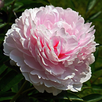 Пион Миртл Джентри (Peony Myrtle Gentry)