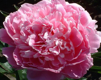 Пион Пинк Гиант (Peony Pink Giant)